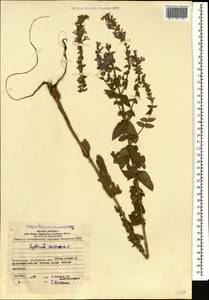 Lythrum salicaria L., Caucasus, Azerbaijan (K6) (Azerbaijan)