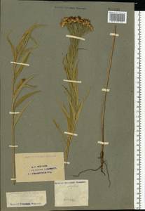 Galatella sedifolia subsp. sedifolia, Eastern Europe, Eastern region (E10) (Russia)