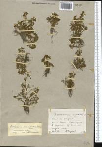 Ranunculus trichophyllus Chaix, Middle Asia, Northern & Central Kazakhstan (M10) (Kazakhstan)