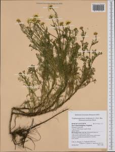Tripleurospermum inodorum (L.) Sch.-Bip, Western Europe (EUR) (United Kingdom)