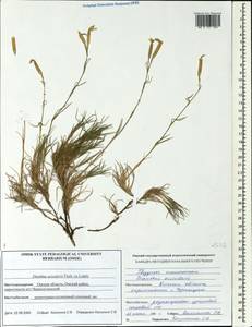 Dianthus acicularis Fisch. ex Ledeb., Siberia, Western Siberia (S1) (Russia)
