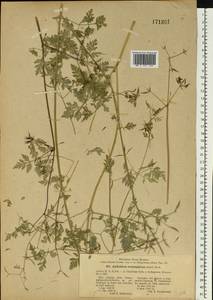 Anthriscus cerefolium (L.) Hoffm., Eastern Europe, South Ukrainian region (E12) (Ukraine)