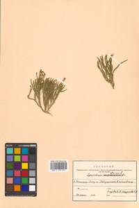 Diphasiastrum alpinum (L.) Holub, Siberia, Russian Far East (S6) (Russia)