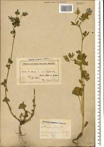 Althaea hirsuta L., Caucasus, Azerbaijan (K6) (Azerbaijan)