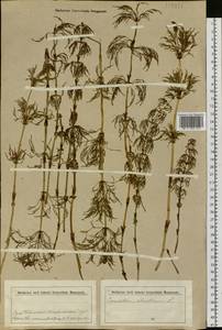Equisetum sylvaticum L., Siberia, Western Siberia (S1) (Russia)