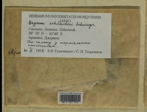 Ptychostomum schleicheri (DC.) J.R. Spence, Bryophytes, Bryophytes - Transcaucasia (B13) (Armenia)