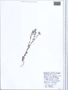 Bombycilaena erecta (L.) Smoljan., Caucasus, Black Sea Shore (from Novorossiysk to Adler) (K3) (Russia)