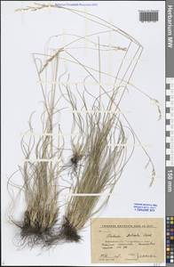 Festuca valesiaca Schleich. ex Gaudin, Eastern Europe, Central forest-and-steppe region (E6) (Russia)