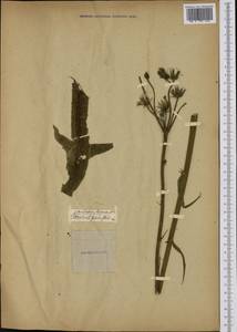 Sonchus palustris L., Western Europe (EUR) (Not classified)