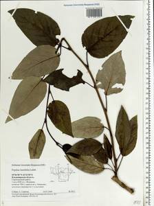 Populus laurifolia Ledeb., Eastern Europe, Central region (E4) (Russia)