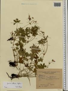 Geranium collinum Stephan ex Willd., Eastern Europe, North Ukrainian region (E11) (Ukraine)