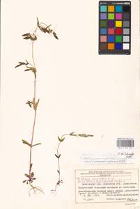 Gentianella amarella subsp. amarella, Eastern Europe, Moscow region (E4a) (Russia)