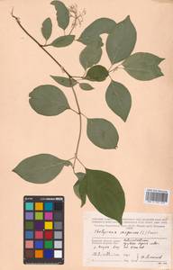 Cornus sanguinea L., Eastern Europe, Western region (E3) (Russia)