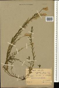 Polygala major Jacq., Caucasus, Abkhazia (K4a) (Abkhazia)