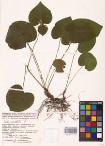 Viola mirabilis L., Eastern Europe, Lower Volga region (E9) (Russia)