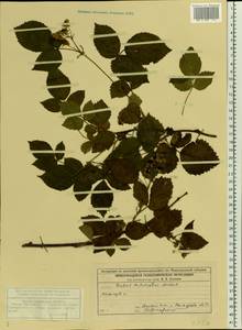Rubus nessensis Hall, Eastern Europe, Volga-Kama region (E7) (Russia)
