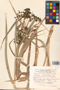 Scirpus sylvaticus L., Eastern Europe, West Ukrainian region (E13) (Ukraine)