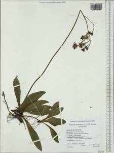 Pilosella aurantiaca, Western Europe (EUR) (Germany)