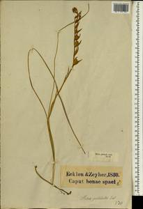 Gladiolus virescens Thunb., Africa (AFR) (South Africa)
