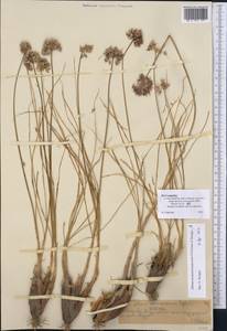 Allium montanostepposum, Middle Asia, Northern & Central Tian Shan (M4) (Kazakhstan)
