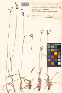 Luzula multiflora subsp. sibirica V. I. Krecz., Siberia, Chukotka & Kamchatka (S7) (Russia)