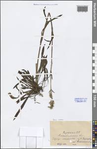 Viscaria vulgaris Röhl., Middle Asia, Caspian Ustyurt & Northern Aralia (M8) (Kazakhstan)