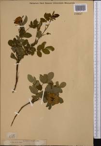 Rosa glabrifolia C. A. Mey. ex Rupr., Middle Asia, Muyunkumy, Balkhash & Betpak-Dala (M9) (Kazakhstan)