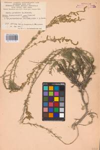 Bassia prostrata (L.) Beck, Eastern Europe, Eastern region (E10) (Russia)