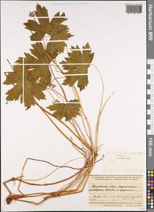 Geranium krameri Franch. & Sav., Siberia, Russian Far East (S6) (Russia)