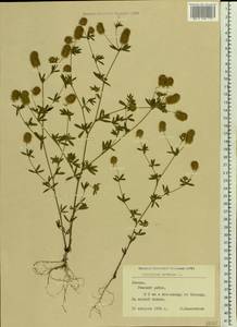 Trifolium arvense L., Eastern Europe, Latvia (E2b) (Latvia)