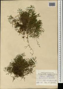 Selaginella sanguinolenta (L.) Spring, Mongolia (MONG) (Mongolia)