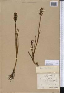 Gymnadenia conopsea (L.) R.Br., Eastern Europe, Eastern region (E10) (Russia)