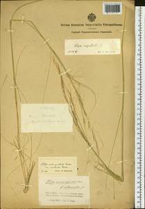 Stipa capillata L., Siberia, Altai & Sayany Mountains (S2) (Russia)