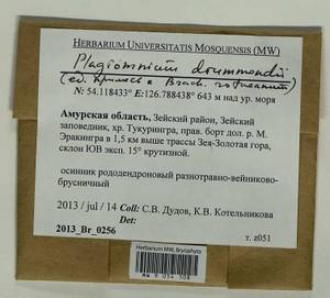 Plagiomnium drummondii (Bruch & Schimp.) T.J. Kop., Bryophytes, Bryophytes - Russian Far East (excl. Chukotka & Kamchatka) (B20) (Russia)