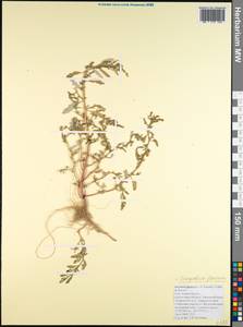 Oxybasis glauca (L.) S. Fuentes, Uotila & Borsch, Caucasus, Krasnodar Krai & Adygea (K1a) (Russia)