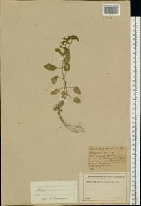 Stellaria nemorum L., Eastern Europe, North-Western region (E2) (Russia)