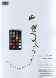KUZ 001 613, Euphorbia borealis Baikov, Siberia, Altai & Sayany Mountains (S2) (Russia)