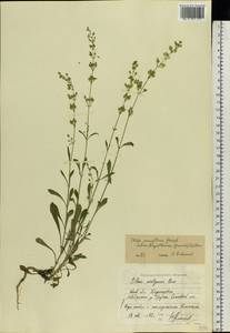 Silene borysthenica (Gruner) Walters, Eastern Europe, North Ukrainian region (E11) (Ukraine)