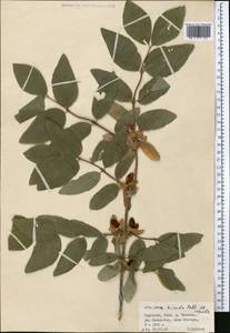 Lonicera hispida Pall. ex Schult., Middle Asia, Western Tian Shan & Karatau (M3) (Kyrgyzstan)