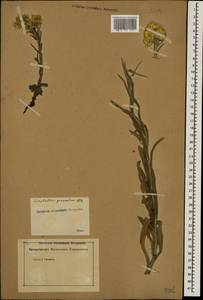 Helichrysum graveolens (M. Bieb.) Sw., Caucasus (no precise locality) (K0)