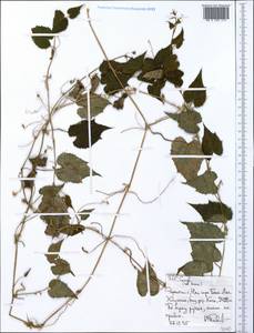 Cucurbitaceae, Africa (AFR) (Ethiopia)