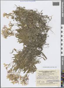 Parrya asperrima (B.Fedtsch.) Popov, Middle Asia, Western Tian Shan & Karatau (M3) (Kazakhstan)