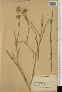 Apiaceae, South Asia, South Asia (Asia outside ex-Soviet states and Mongolia) (ASIA) (China)