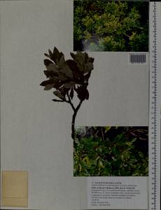 Salix uralicola I.V.Belyaeva, Eastern Europe, Eastern region (E10) (Russia)