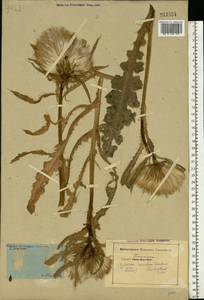 Cirsium roseolum Gorl., Eastern Europe, Middle Volga region (E8) (Russia)
