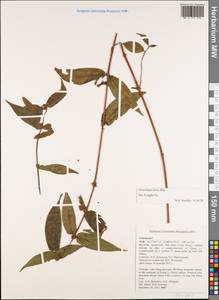 Gonostegia hirta (Blume) Miq., South Asia, South Asia (Asia outside ex-Soviet states and Mongolia) (ASIA) (Vietnam)