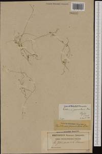 Hornungia procumbens (L.) Hayek, Western Europe (EUR) (France)