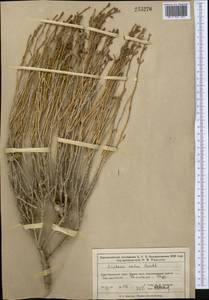 Anabasis salsa (C. A. Mey.) Benth. ex Volkens, Middle Asia, Muyunkumy, Balkhash & Betpak-Dala (M9) (Kazakhstan)