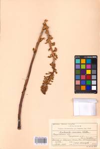MHA 0 162 448, Orobanche cumana Wallr., Eastern Europe, North Ukrainian region (E11) (Ukraine)