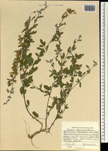 Lespedeza davurica (Laxm.)Schindl., Mongolia (MONG) (Mongolia)